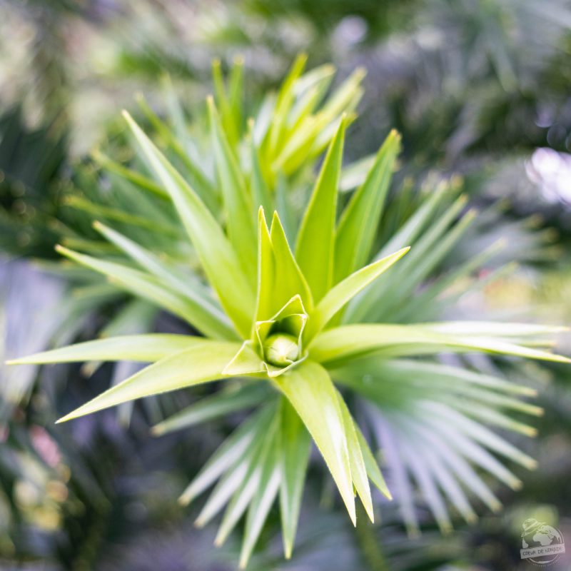 Garden by the bay, Singapour