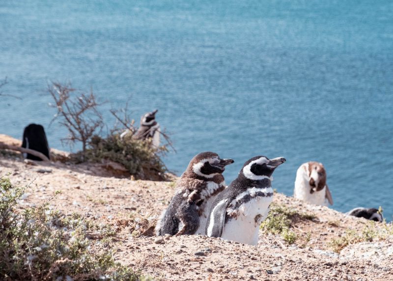 Visiter Puerto Madryn en Patagonie argentine