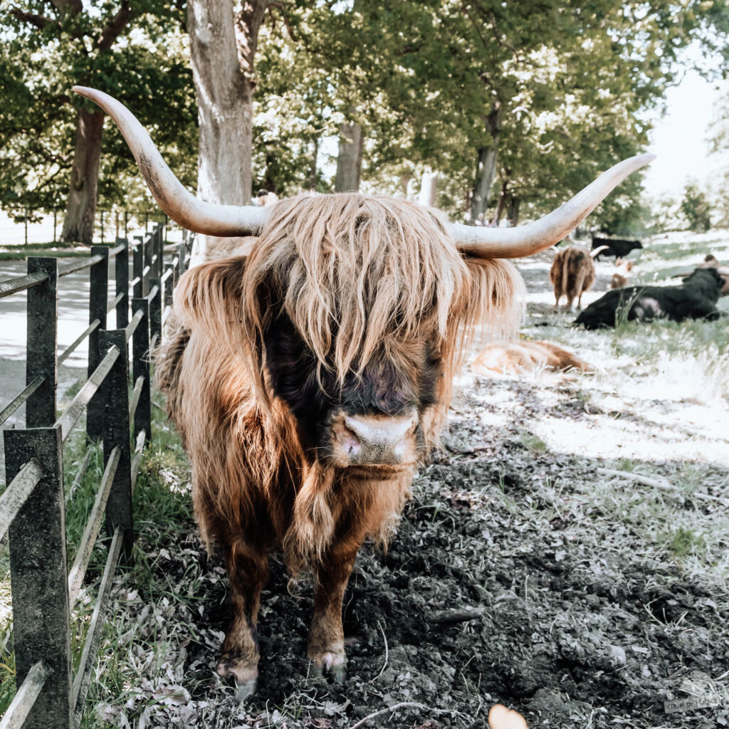 Highland cow