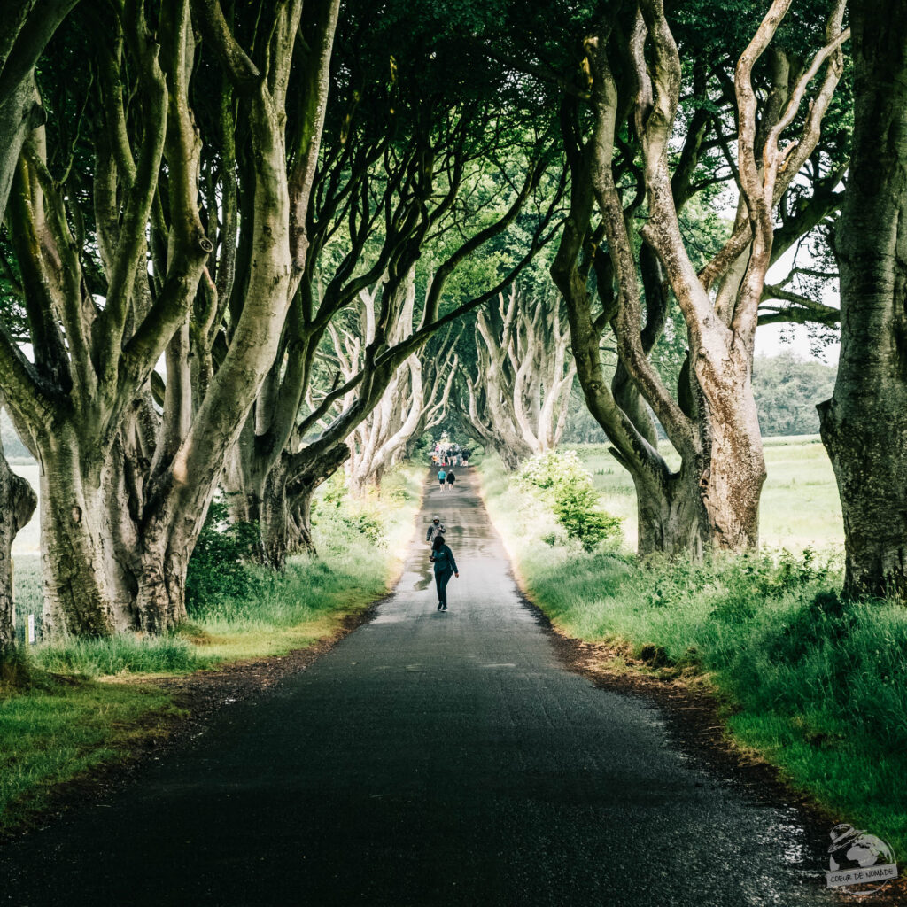 Dark Hedge - Irlande du Nord